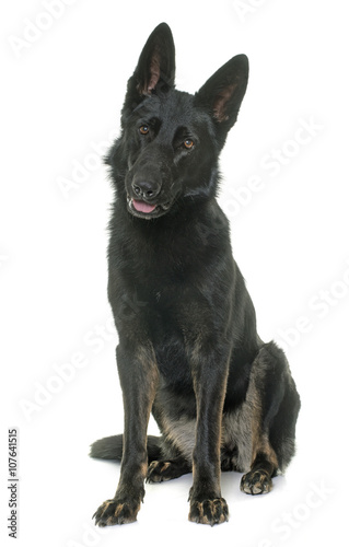 black german shepherd