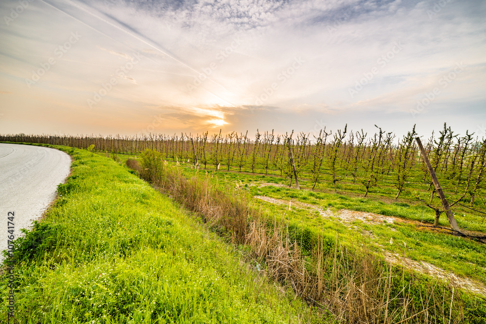 Fototapeta premium asphalt road near fields