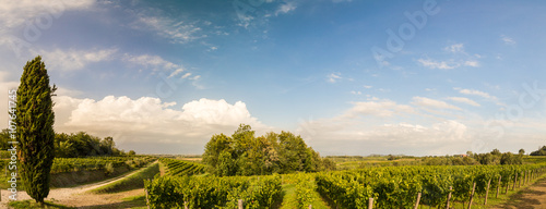 grapevine field in the italian countryside