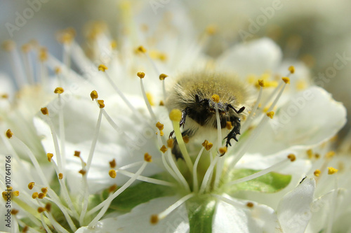 On a sunny day the bee drinks nectar from a flower