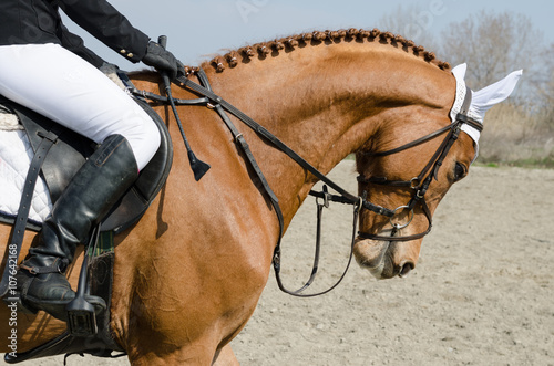 Head-shot of a show jumper horse during training with unidentified rider