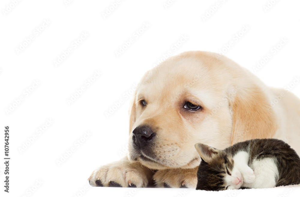 Puppy and kitten sleeping