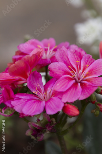 Fototapeta Naklejka Na Ścianę i Meble -  peony in spring