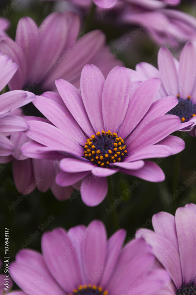 Fototapeta premium daisies in spring