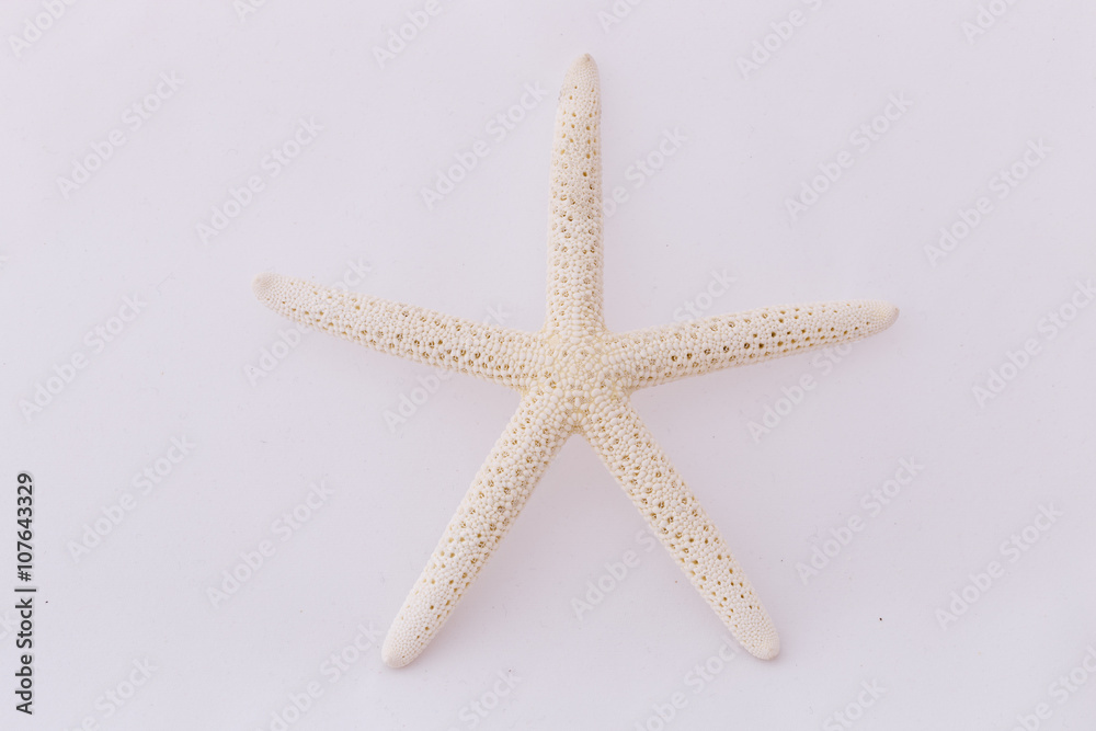 White starfish isolated on white background. Seashell on white background. White starfish isolated on white background. Seashell on white background.