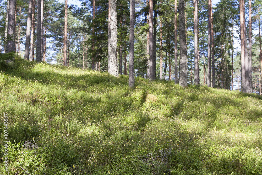 Obraz premium Wild evergreen forest in sunlight
