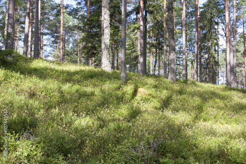 Wild evergreen forest in sunlight