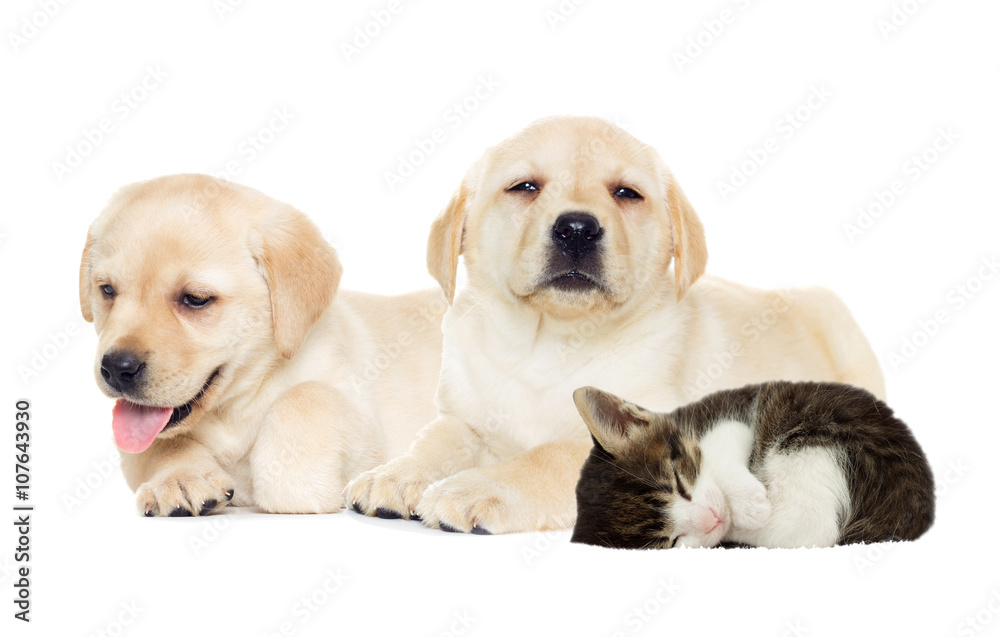 Puppy and kitten sleeping Puppy and kitten sleeping