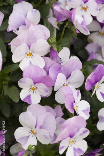 violet in the garden © spetenfia