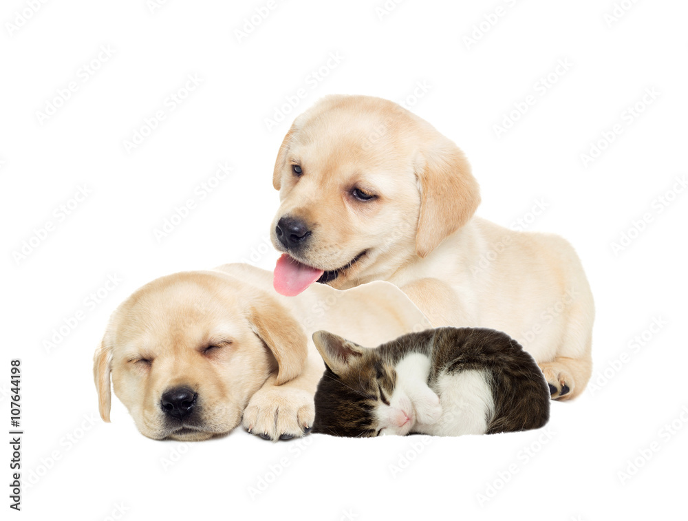 Puppy and kitten sleeping Puppy and kitten sleeping
