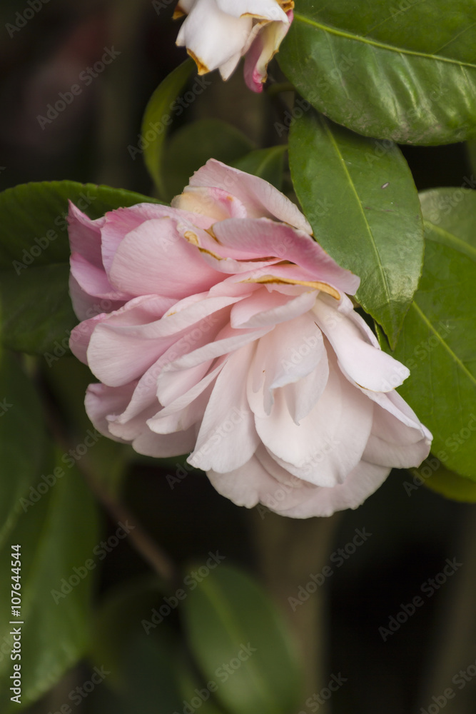 Obraz premium peony in spring