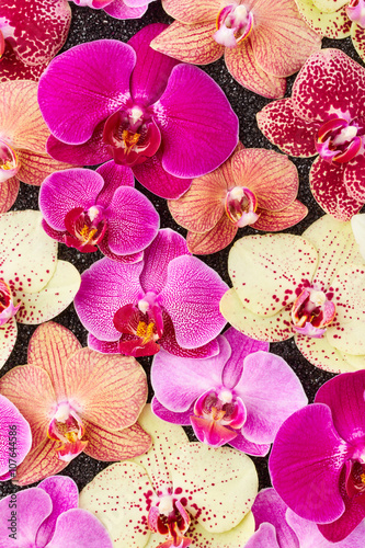 Orchid flowers