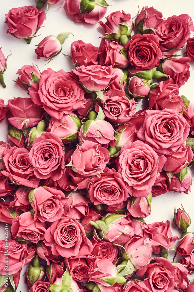 Obraz premium Pink roses