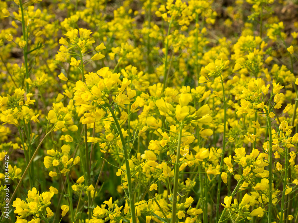 Rape flower