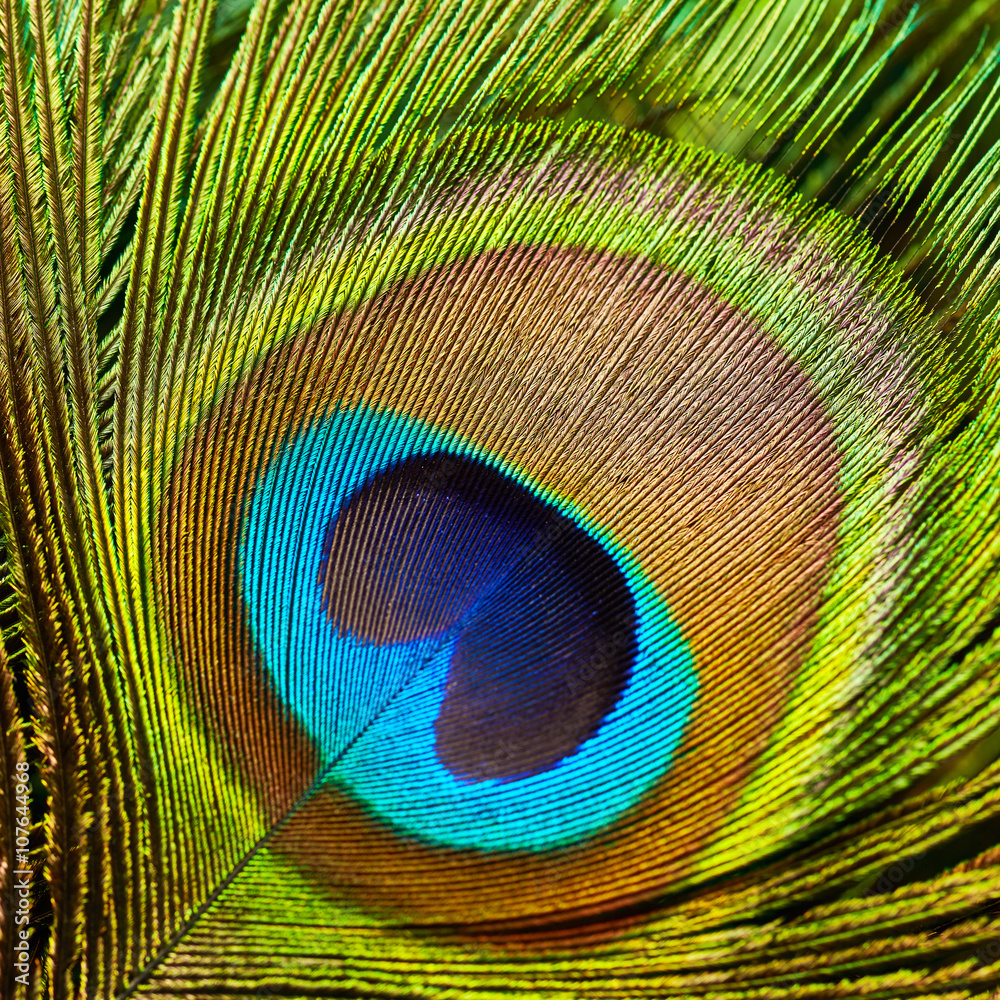 Obraz premium Peacock feather close up