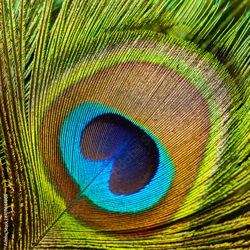 Peacock feather close up