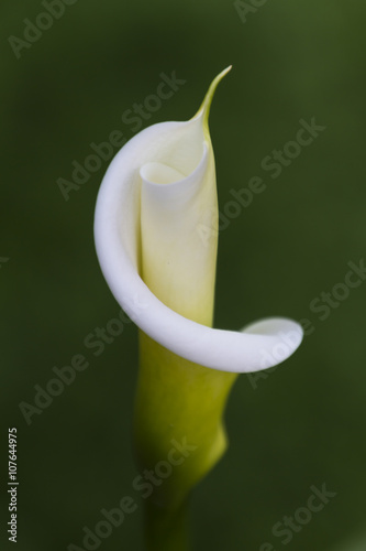 Fototapeta Naklejka Na Ścianę i Meble -  calla lily in the garden
