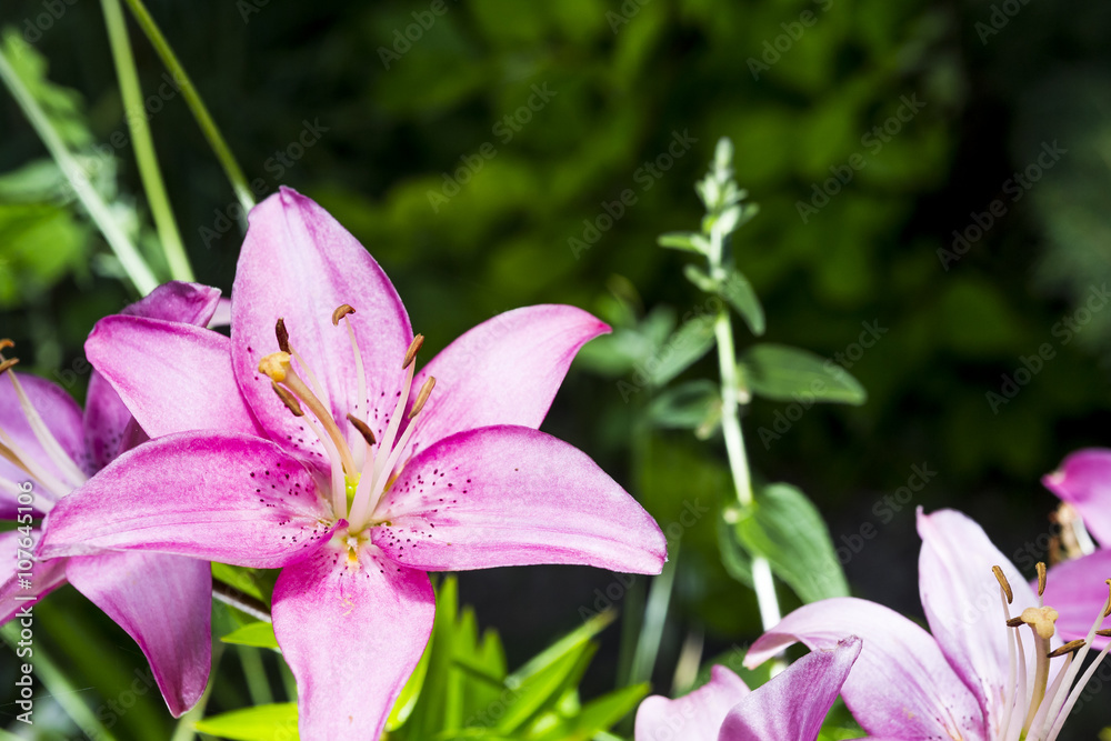 Floral Closeup with a Blurred Background Floral Closeup with a Blurred Background