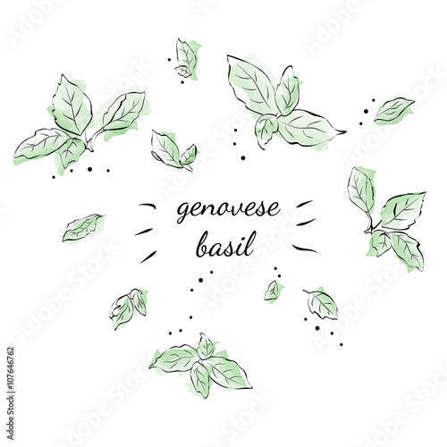 Watercolour leaves of spice genovese basil