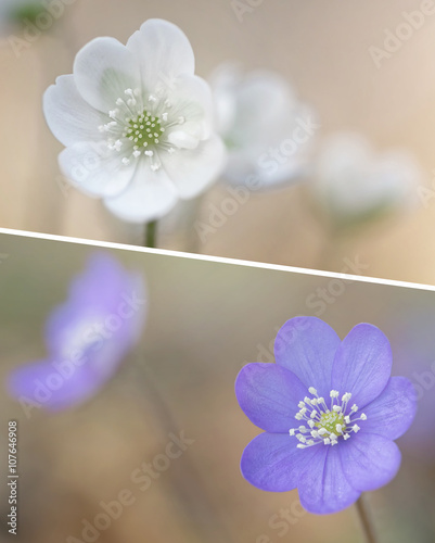 Collage of white and blue w...