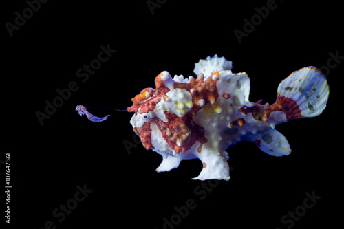 Photography brown and white frog fish