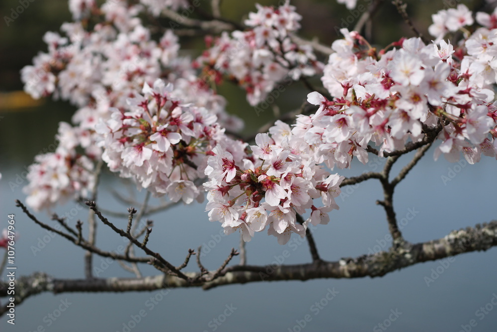 桜の花