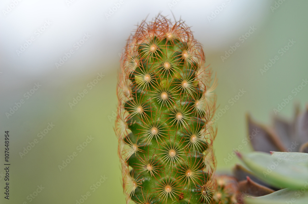 closeup cactus on pot closeup cactus on pot