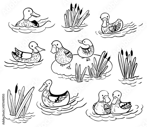 illustration set with ducks and reed on water