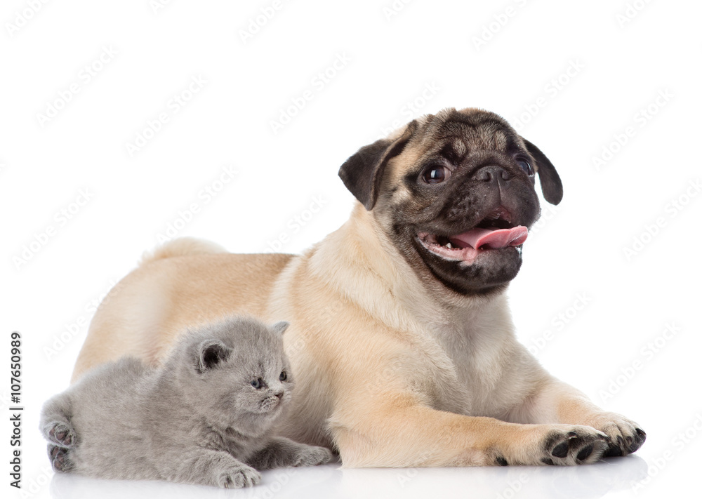 Scottish cat lying with pug puppy. isolated on white background Scottish cat lying with pug puppy. isolated on white background