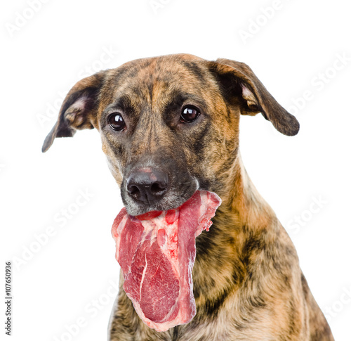 Photography dog holding meat  in its mouth. isolated on white background