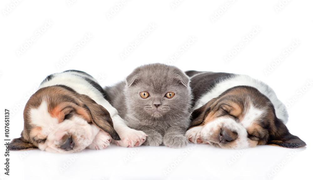 Kitten lying with two sleeping basset hound puppies. isolated on