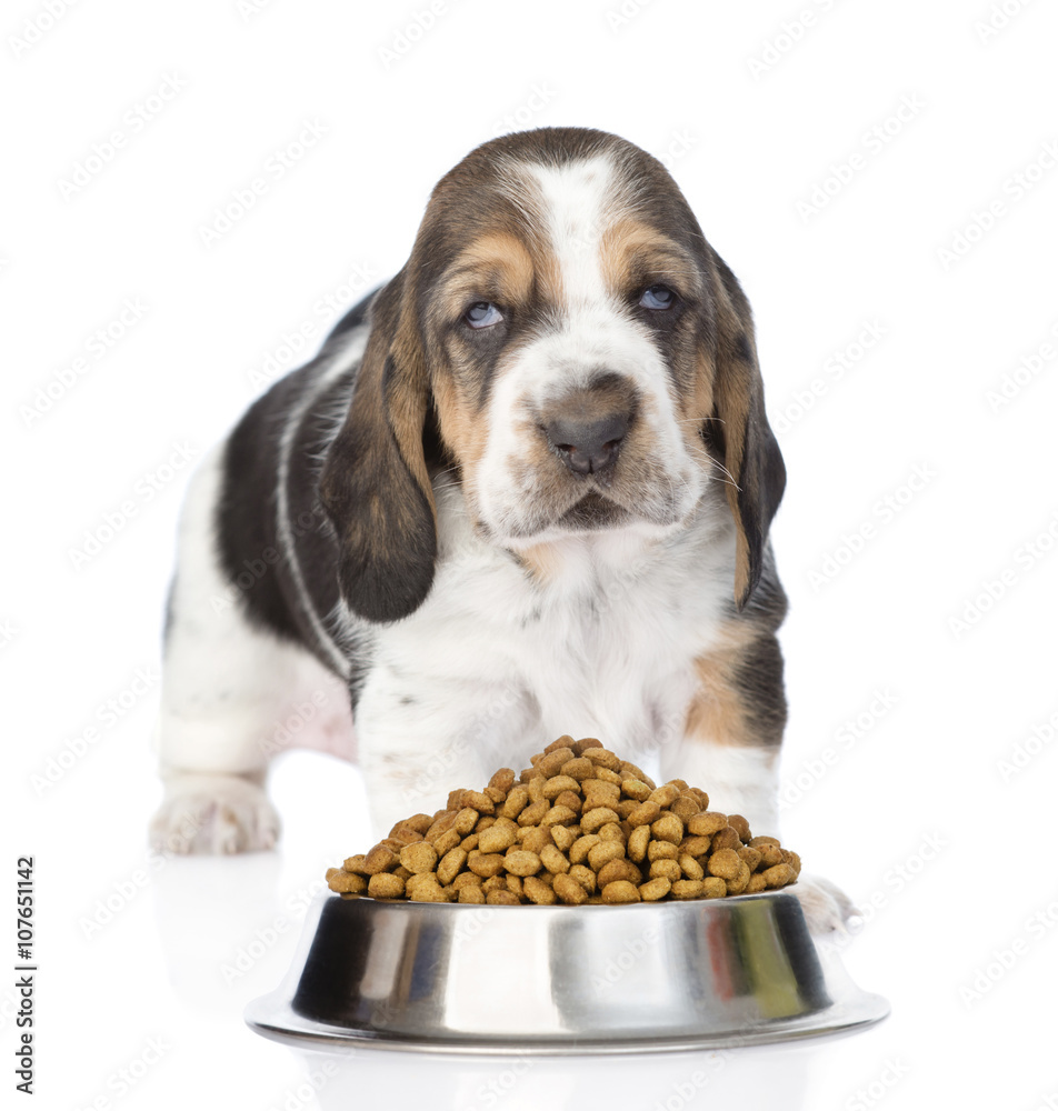 Basset hound puppy standing with a bowl of dry cat food. isolate