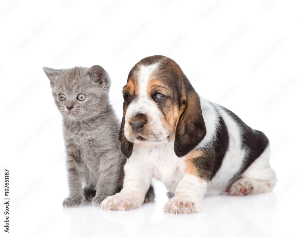 Kitten and basset hound puppy standing together. isolated on whi Kitten and basset hound puppy standing together. isolated on whi