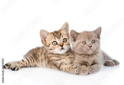 Two kittens lying together. isolated on white background