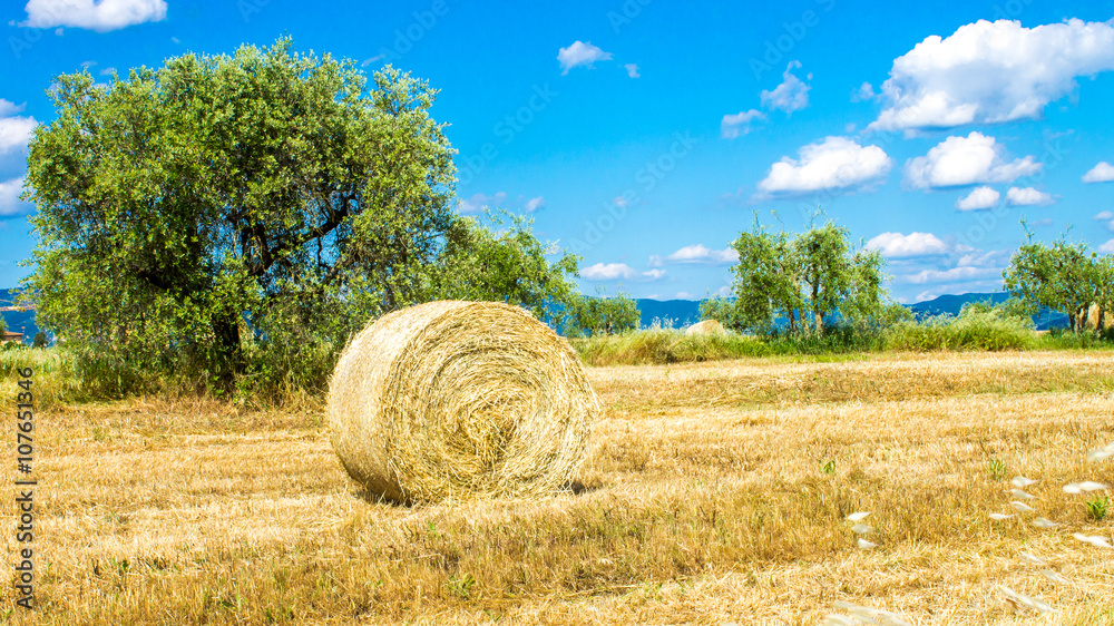 Round bale of hay in a field