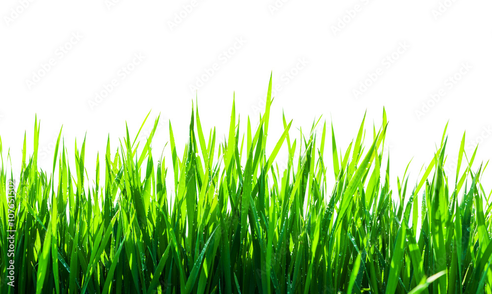 green grass isolated green grass isolated