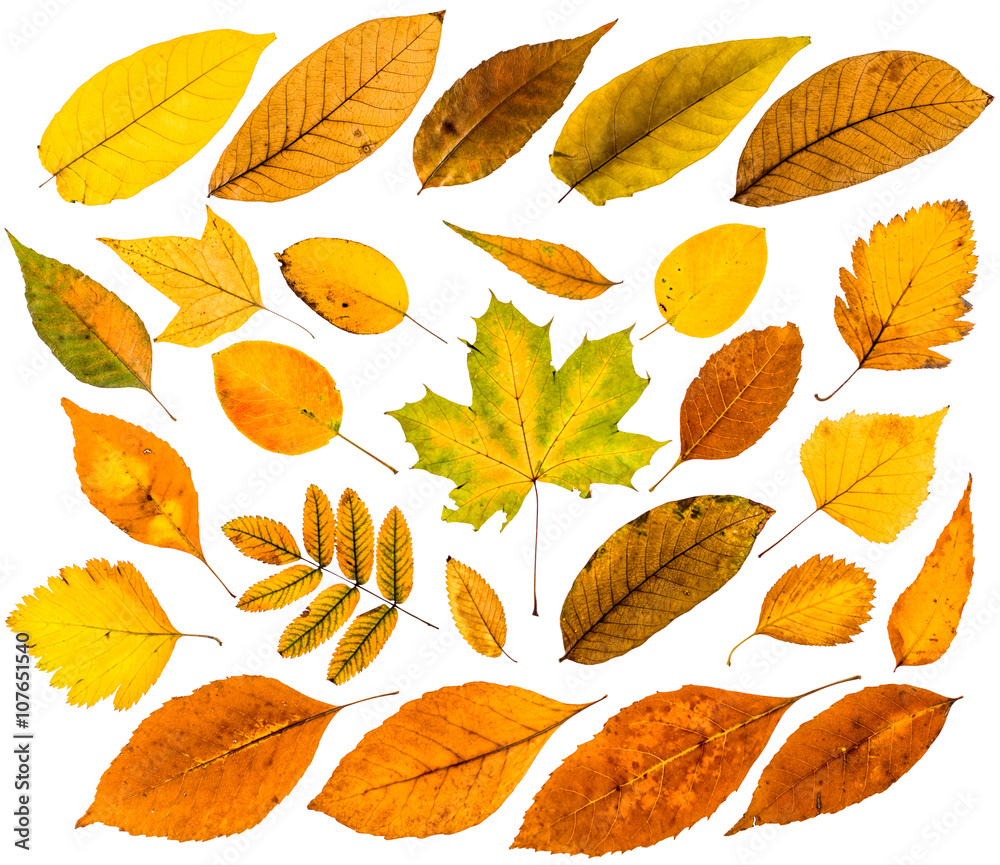 Obraz premium autumn leaves