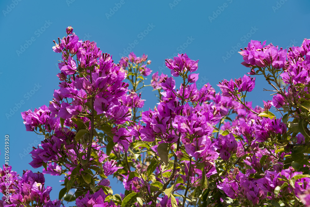 Blühende Wunderblume auf Sizilien Blühende Wunderblume auf Sizilien