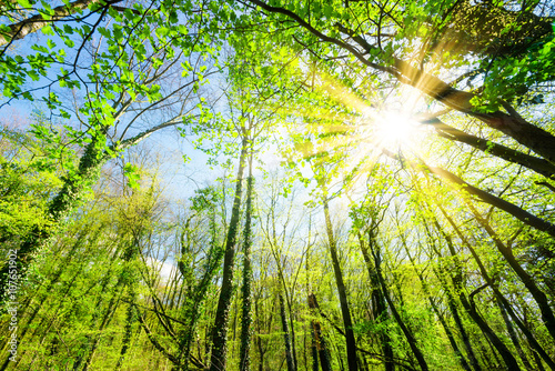 Sonnenstrahlen scheinen durch Baumkronen im Wald