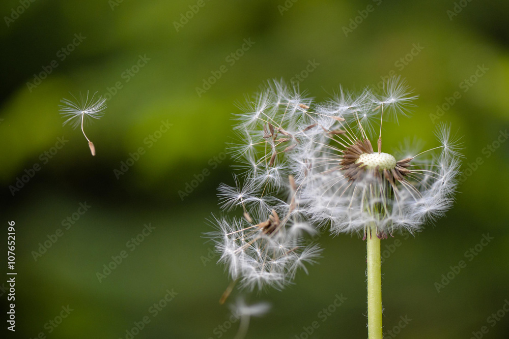 Fototapeta premium Dandelion in spring