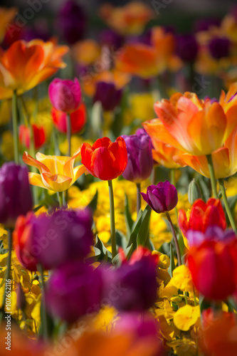 Beautiful orange  pink  yellow and red colored tulips - vibrant colors - sunny bright scene