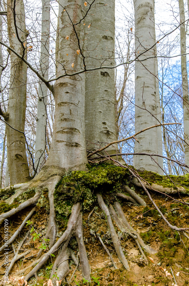 Buche Wurzeln am Hang Stock Photo Adobe Stock