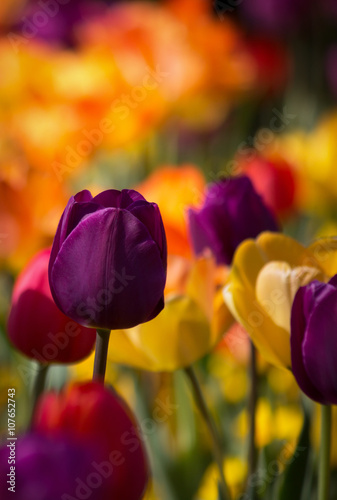 Beautiful purple  yellow and red colored tulips in soft focus - vibrant colors - sunny bright scene