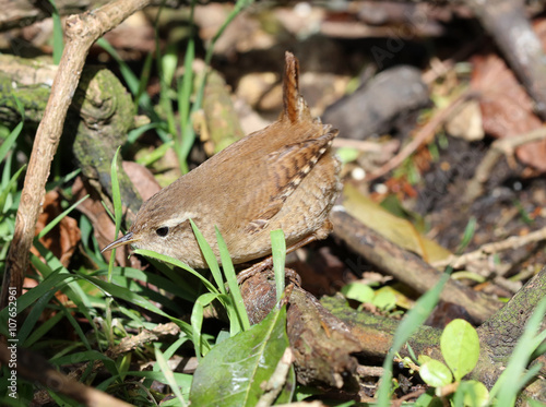 Close up of a Wren