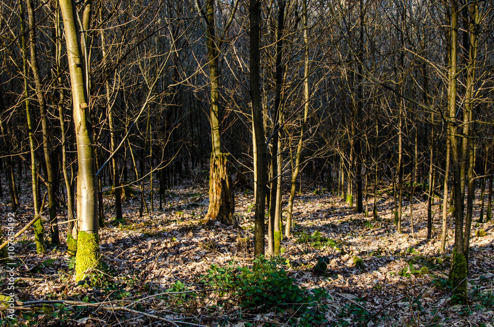 Sonnenstrahlen auf Waldboden Sonnenstrahlen auf Waldboden