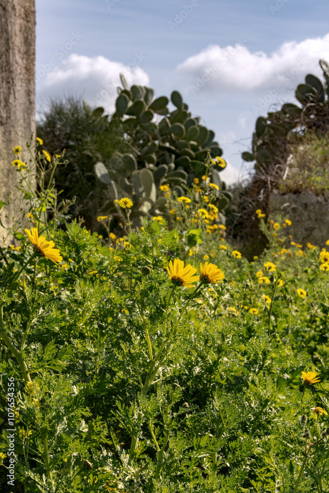 Obraz premium Färberkamille (Anthemis tinctoria) und Kakteen auf Sizilien