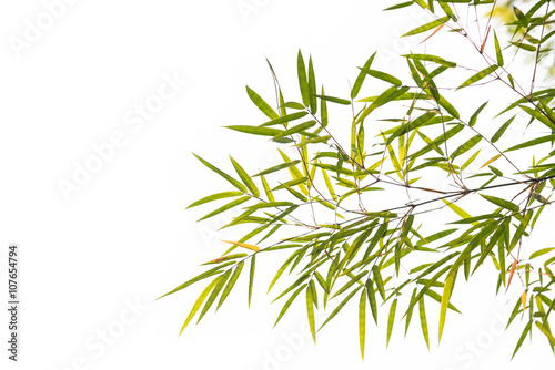 bamboo leaves on white background.