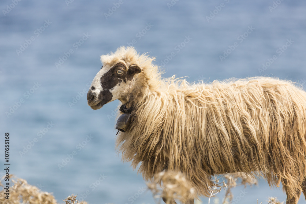 Obraz premium Domestic sheeep n mountains on Greek Mediterranean island Crete.