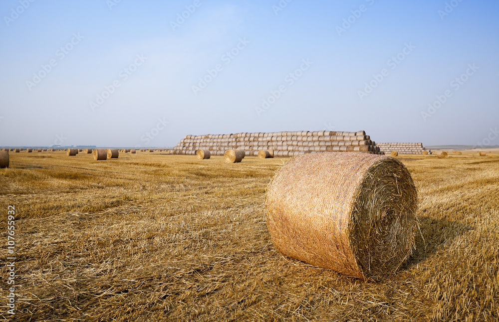 stack of straw in the field 