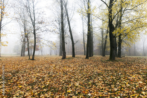 Autumn Park, overcast 
